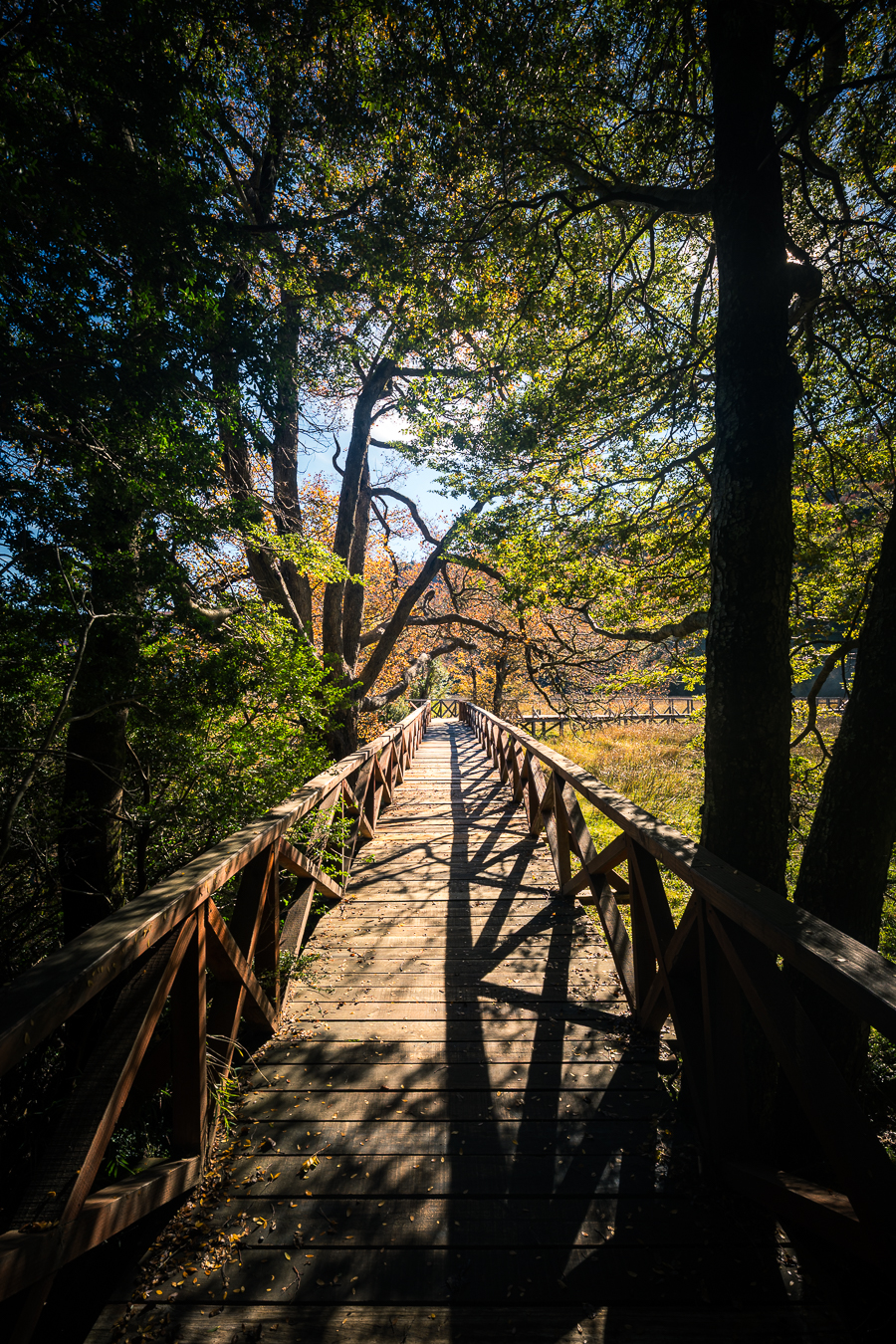 Sendero de madera entre bosque
